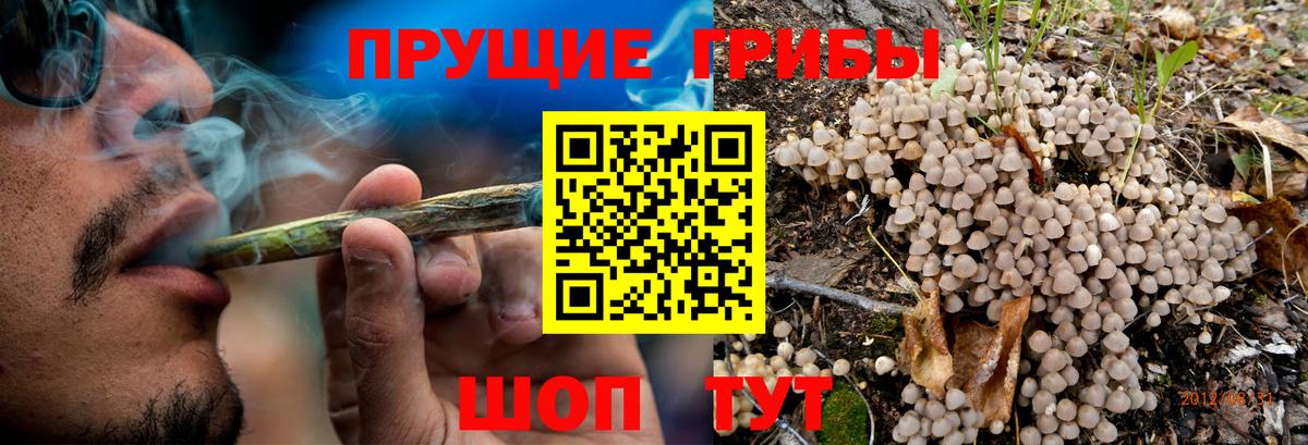 Киров  Псилоцибиновые грибы Cubensis  Вход с VPN  Галлюциногенные грибы прущие грибы 